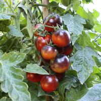 Tomate de plein champ OpenSky� 'Happyblack�'