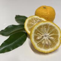 Agrumes rustiques (Switrus�)