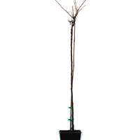 Schwarze Johannisbeere 'Little Black Giant'�