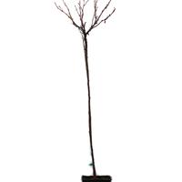 Cassissima� Black Marble