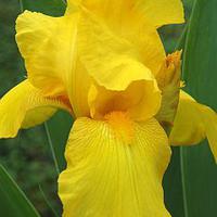 Iris Barbus (Iris x barbata elatior)