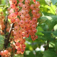 Cassis et groseilles � grappes - sp�cialit�s