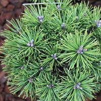 Pins (Pinus)