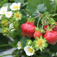 Fraisiers couvre-sol