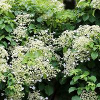 Hortensias grimpants