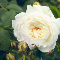 Rosier 'Claire Austin�'