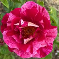 Rosiers des peintres (roses ray�es)