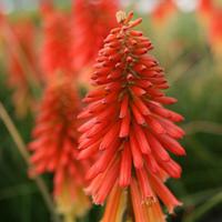 kniphofia - Tison de satan