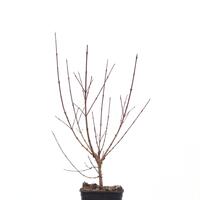 Kornelkirsche 'Tierlibaum'