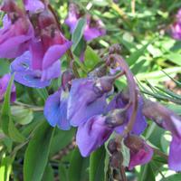 Lathyrus - Gesse