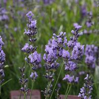 Vivaces � floraison bleue