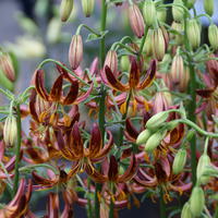 Lis Martagon 'Arabian Knight'