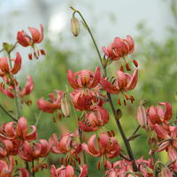 Lis Martagon 'Manitoba Morning'