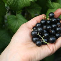 Cassis et groseilles � grappes au port nain