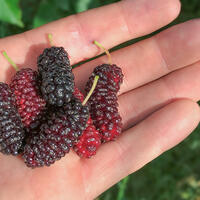 M�rier 'Illinois Everbearing'