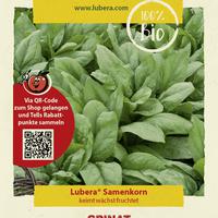 �pinard 'Winterriesen' - graines