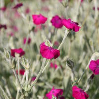 Lychnis