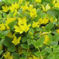 Lysimaque nummulaire, Herbe aux �cus