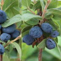 Plantes en duo (Mehrbeeren�)