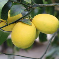Citron Meyer