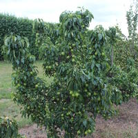 Arbres fruitiers nains