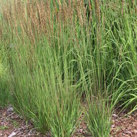 Molinie - Molinia