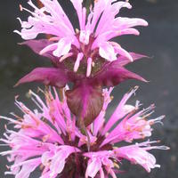 Monarde, Ortie indienne 'Beauty of Cobham'