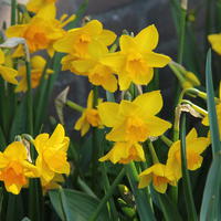 Narcisse sauvage 'Anfield'