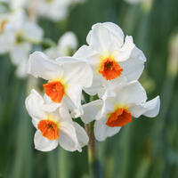 Narcisse 'Cragford'
