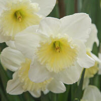 Narcisses � grande couronne