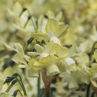 Narcisse 'Moonlight Sensation'