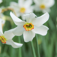 Bulbes de fleurs parfum�es