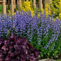Chataire, Nepeta 'Purrsian Blue'