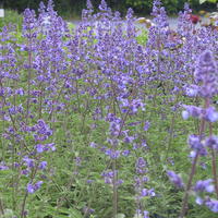 Chataire, Nepeta 'Walker's Low'