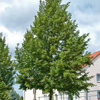 Tilleuls