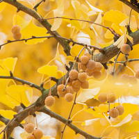 Ginkgo