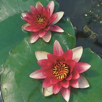 Lotus (Nymphea)