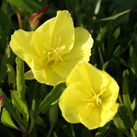 Oenoth�res - Oenothera