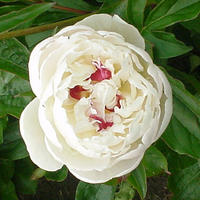Pivoine 'Festiva Maxima'