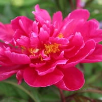 Pivoine 'Karl Rosenfield'
