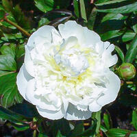 Pivoine 'Duchesse de Nemours'