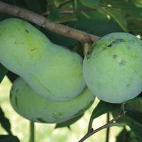 Asiminier, Pawpaw 'Pennsylvania Golden'