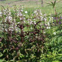 Penstemon