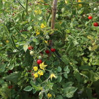 Tomates suspendues