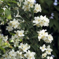 Seringat (Philadelphus)