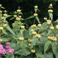 Phlomis