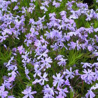 Phlox