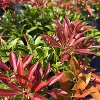 Pieris - Androm�de du Japon