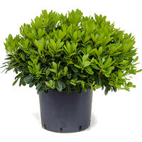 Plantes d'int�rieur soleil