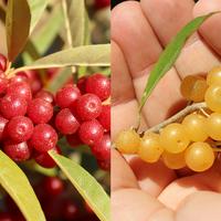 Petits fruits par lots (-20%)
